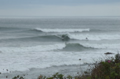 DSC_1599.NEF